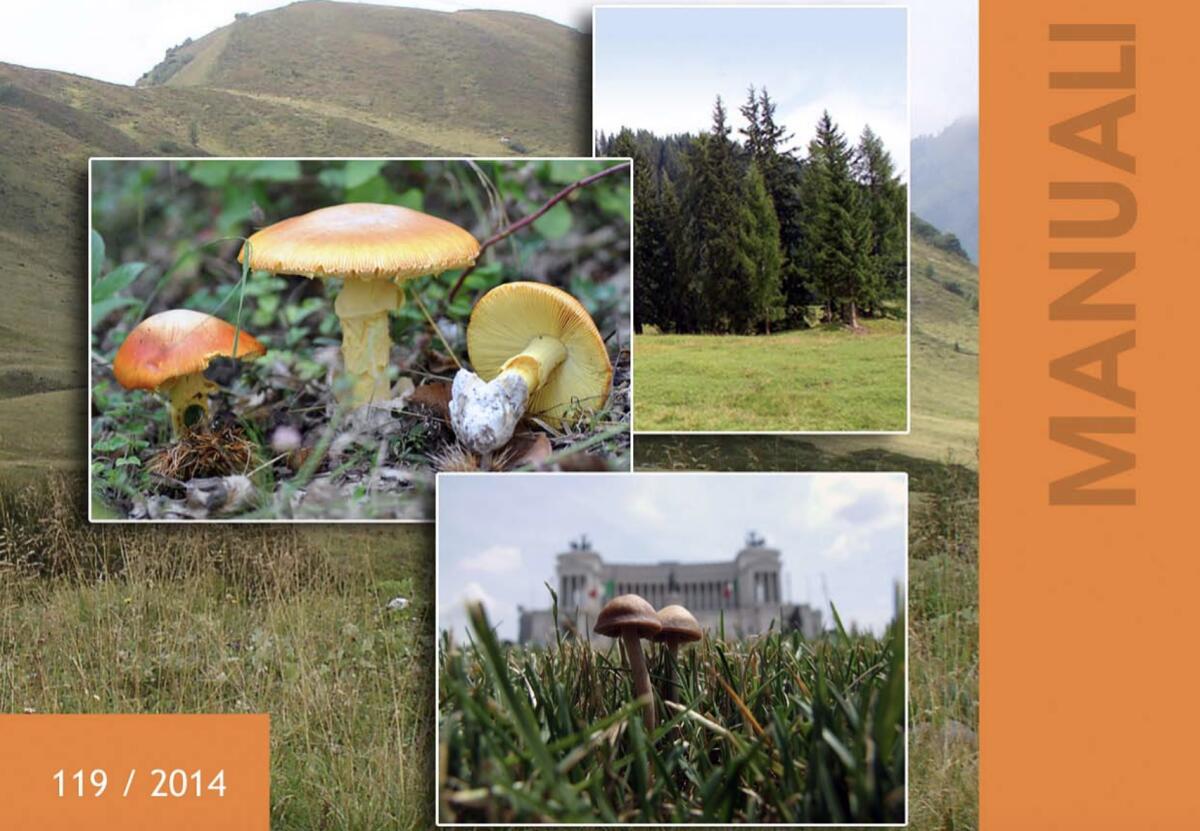 Mappatura dei Funghi in Italia: Un Approfondimento sui Sistemi di Classificazione degli Habitat - 