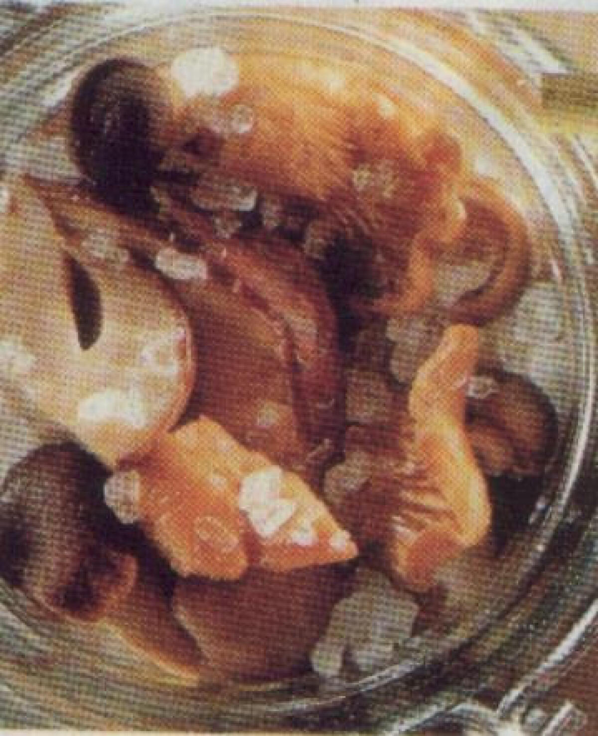 Ricetta Funghi sotto sale - 