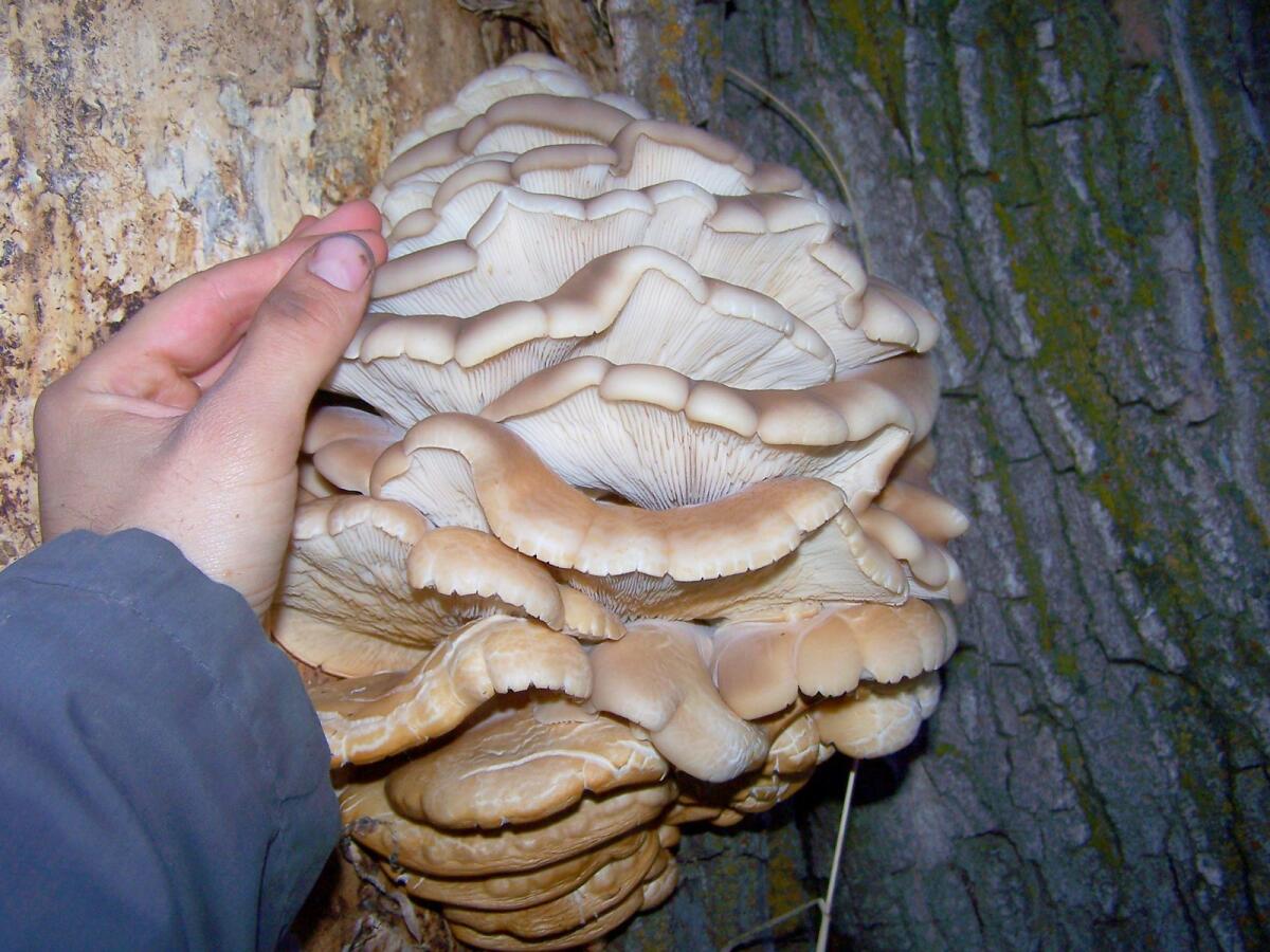 Come Pulire i Funghi Geloni (Pleurotus ostreatus): Guida Completa di un Cuoco Esperto - 