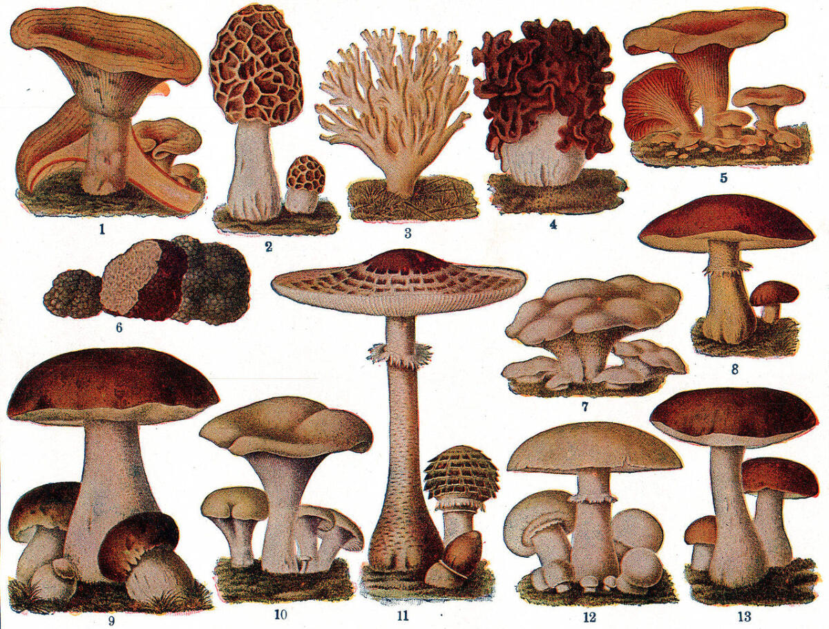 Guida Completa alla Commestibilità dei Funghi: Cosa Devi Sapere Prima di Raccolta e Consumo - 