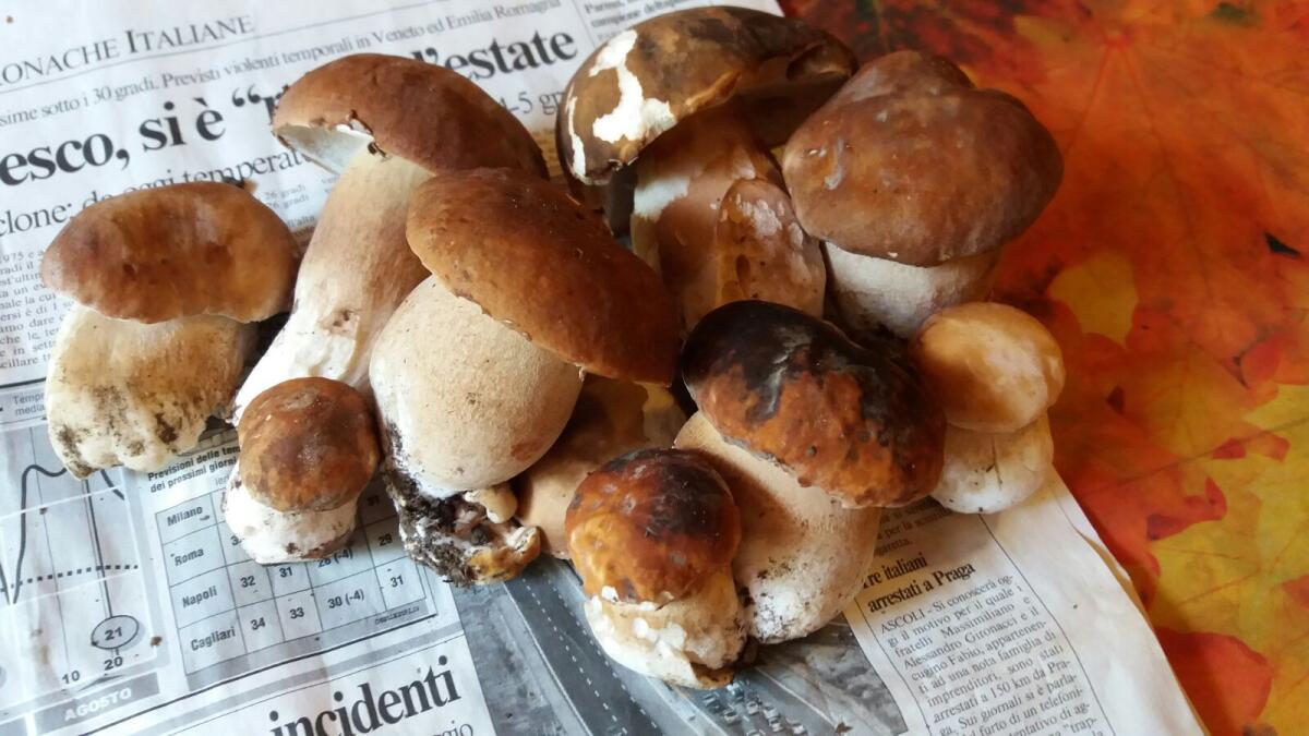 Come Pulire i Funghi Porcini (Boletus): Guida Completa di un Cuoco Esperto - 