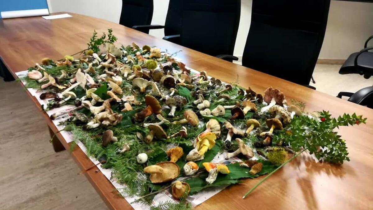 Prevenzione degli Avvelenamenti da Funghi: Guida Completa per una Raccolta Sicura - 