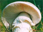 agaricacee.jpg