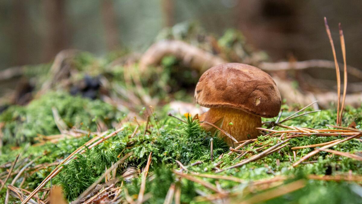 Funghi Porcini: indiscusso Re dei boschi e meraviglia della natura - 