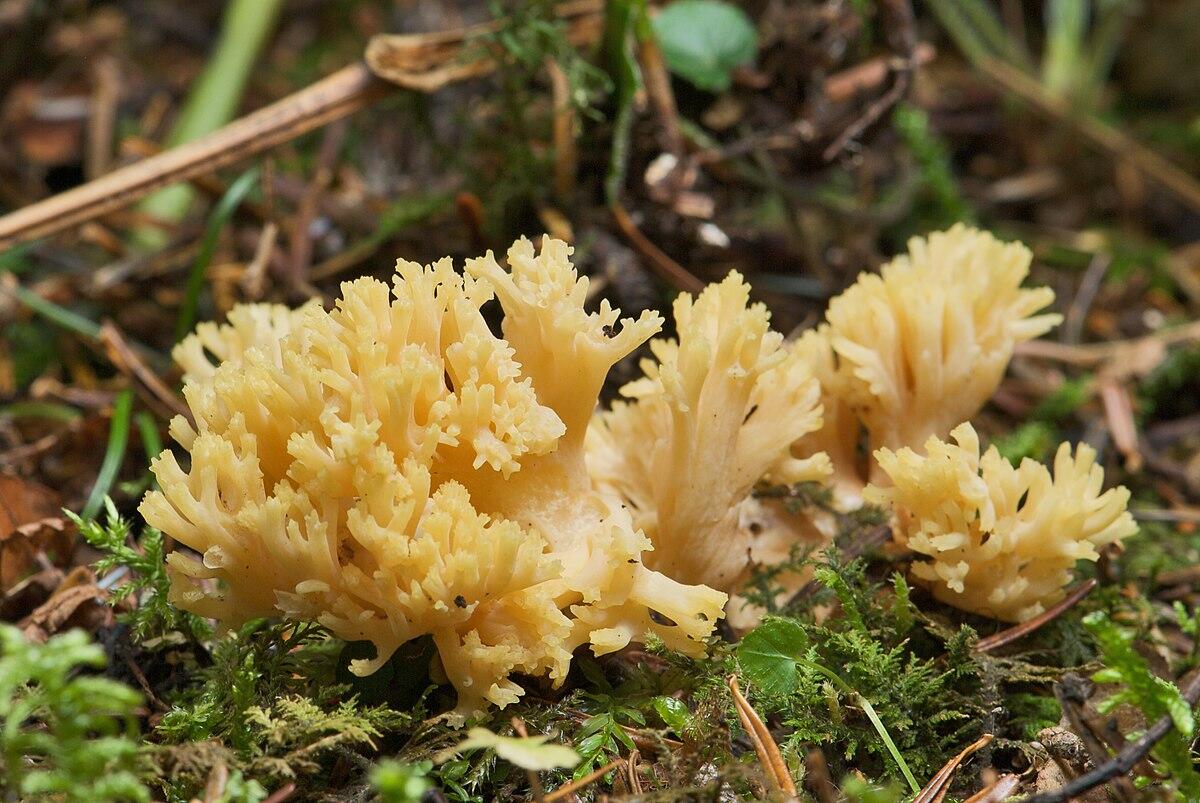 Clavaria flava (Ramaria gialla, Fungo corallo giallo) - 