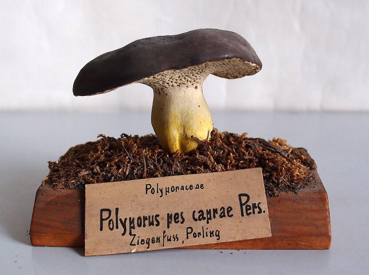 Polyporus pes-caprae - 