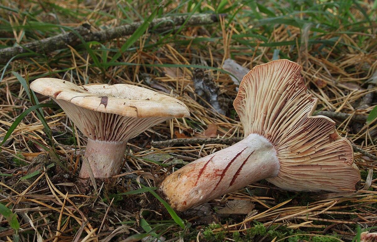 Lactarius sanguifluus - 