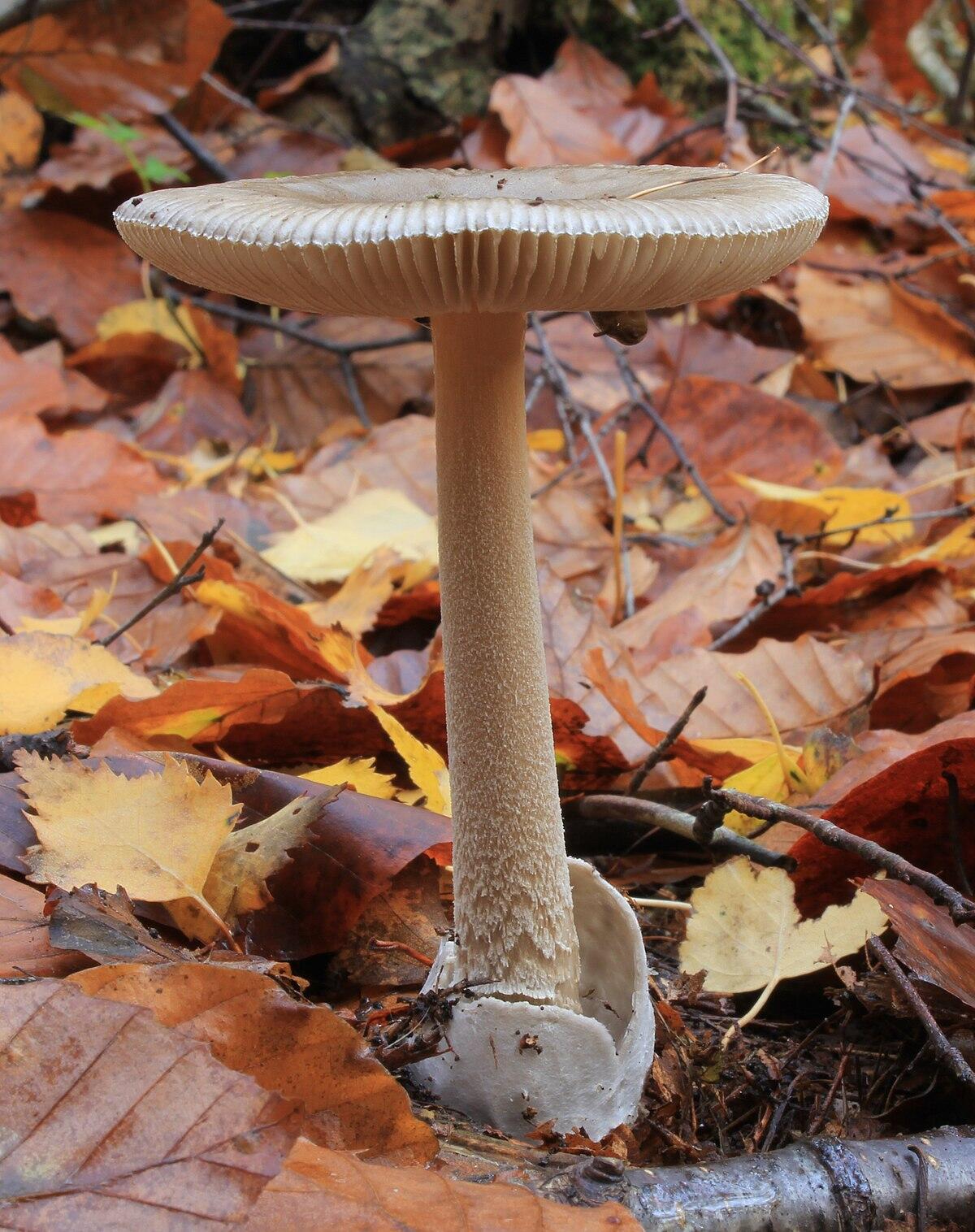 Amanita vaginata (Amanita ovata, Amanita senza anello, Amanita grigia) - 