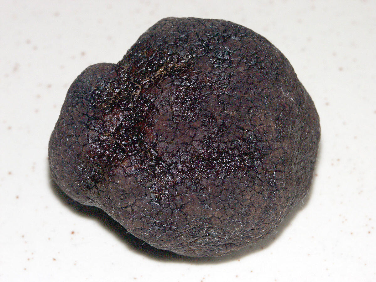 Tuber melanosporum - 