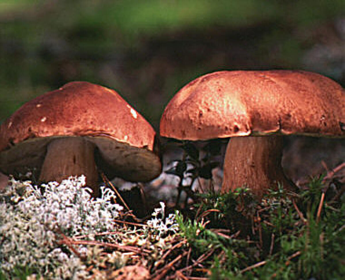 Boletus pinophilus (Porcino rosso) - 