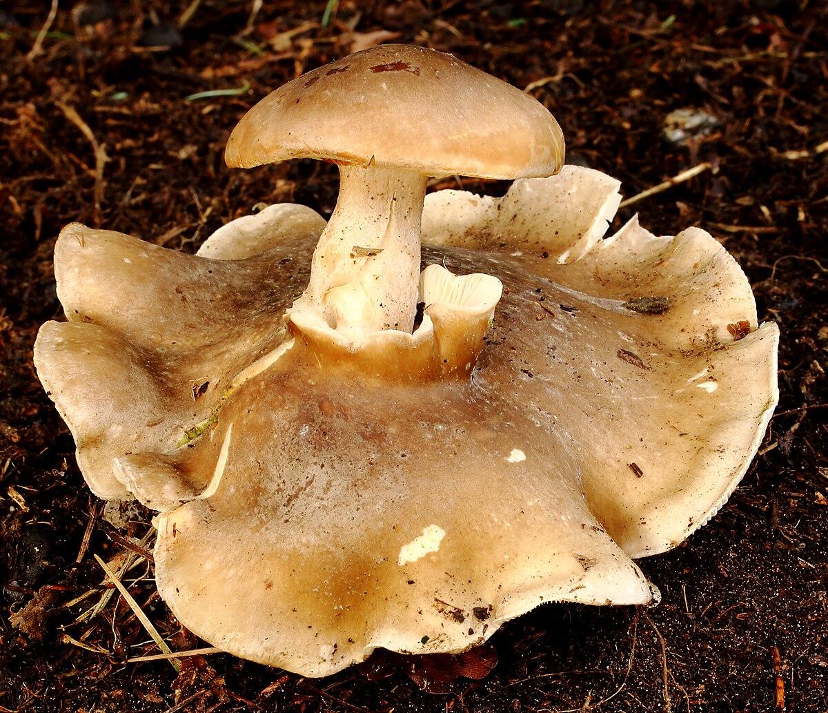 Clitocybe nebularis (Grigio dei Nebbie, Clitocibe delle nebbie, Nebularia) - 