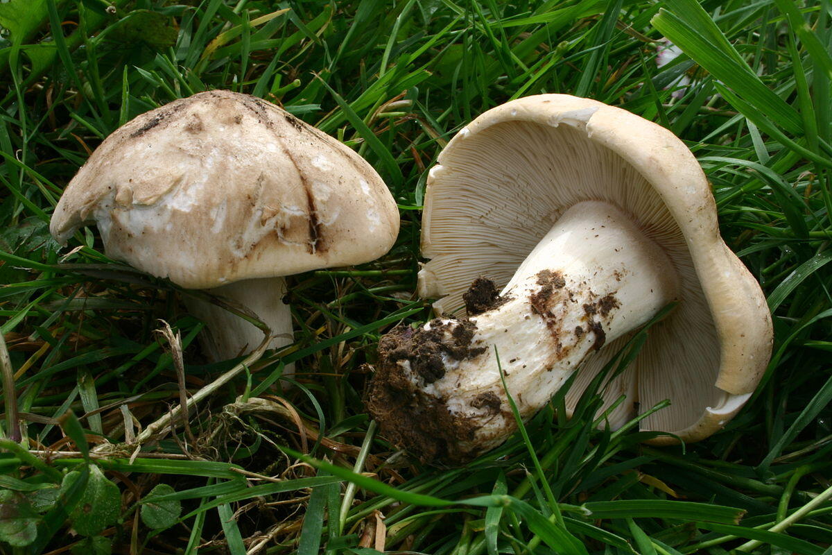Calocybe gambosa (Prugnolo, Fungo di San Giorgio, Maggiolino, Fungo di maggio) - 