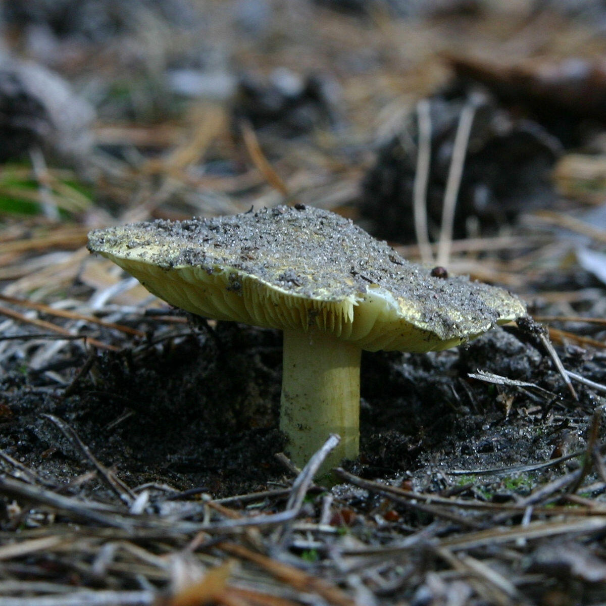 Tricholoma equestre - 