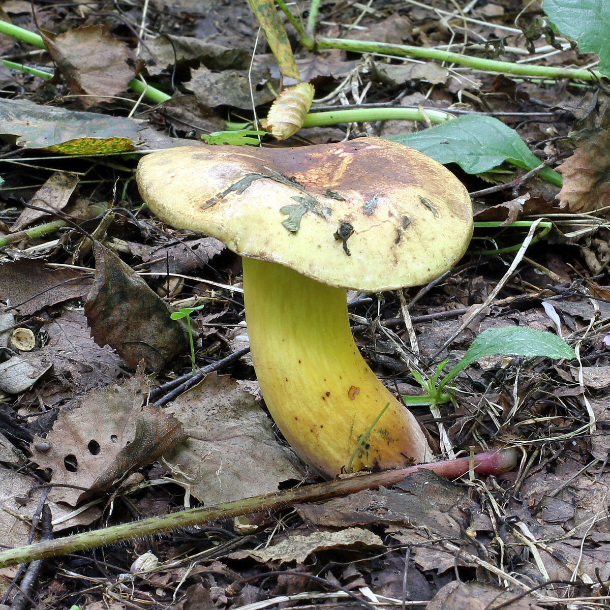 Boletus pulverulentus (Boleto polverulento, Boleto virante blu) - 