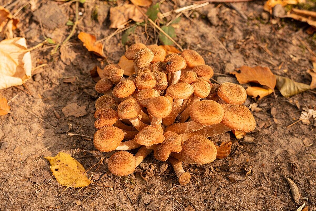 Armillaria gallica (Chiodino gigante, Fungo del miele) - 