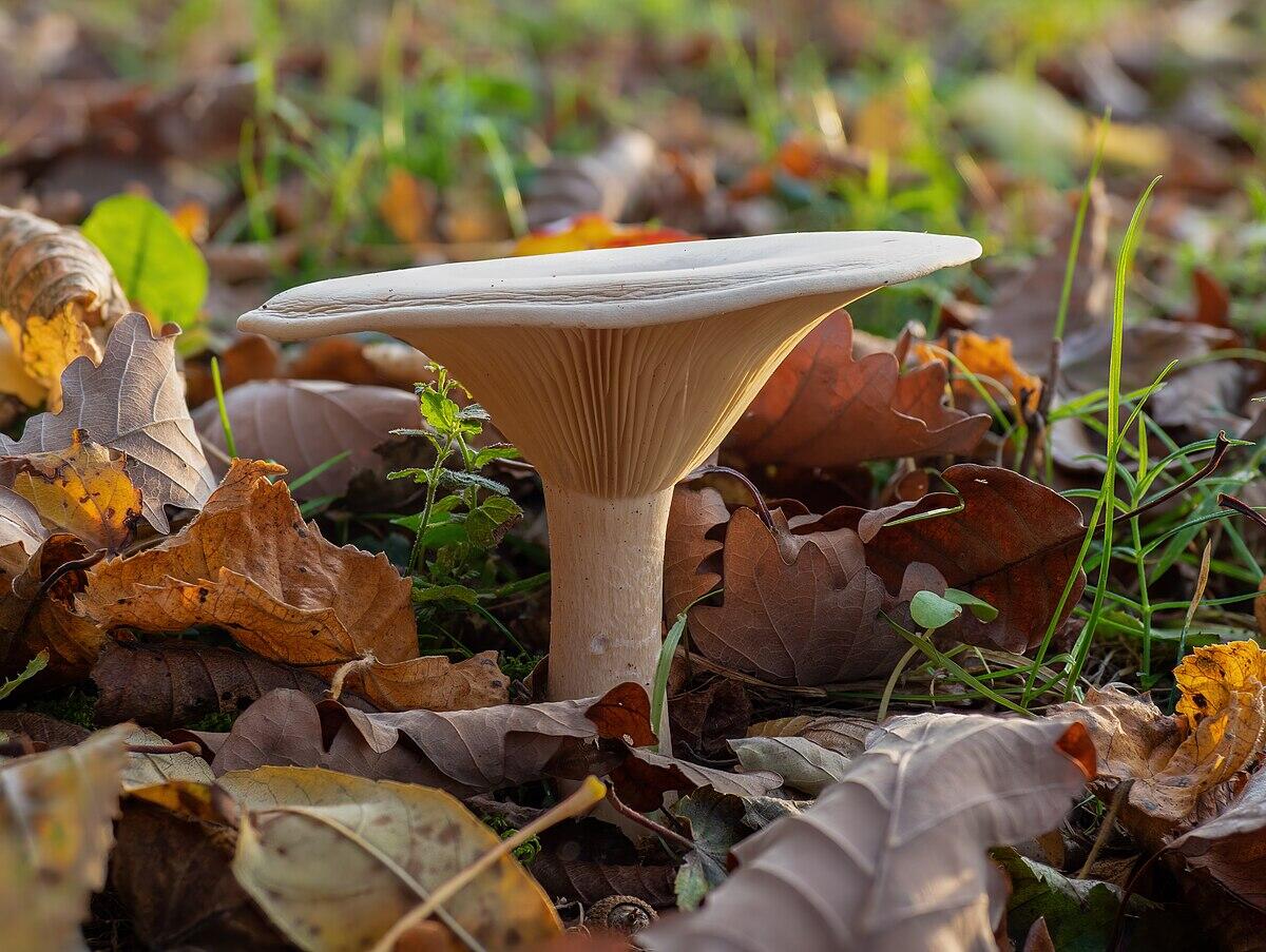 Clitocybe gilva (Clitocibe giallo pallido) - 