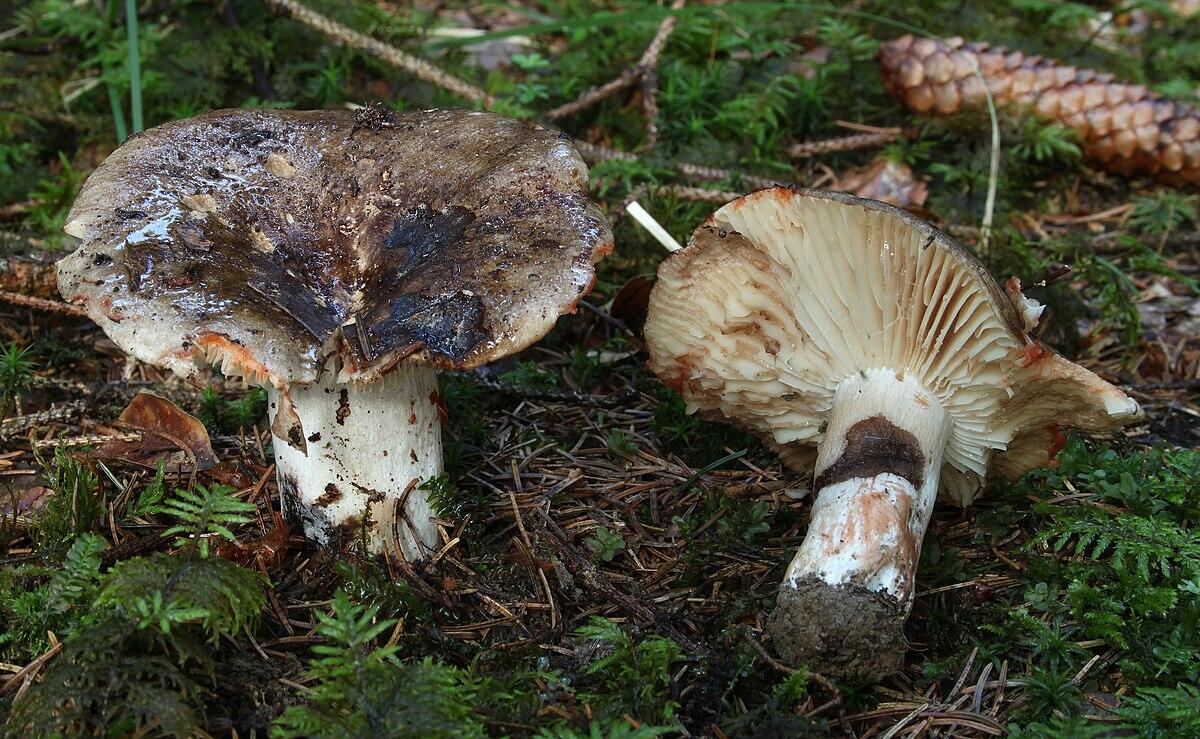 Russula nigricans - 