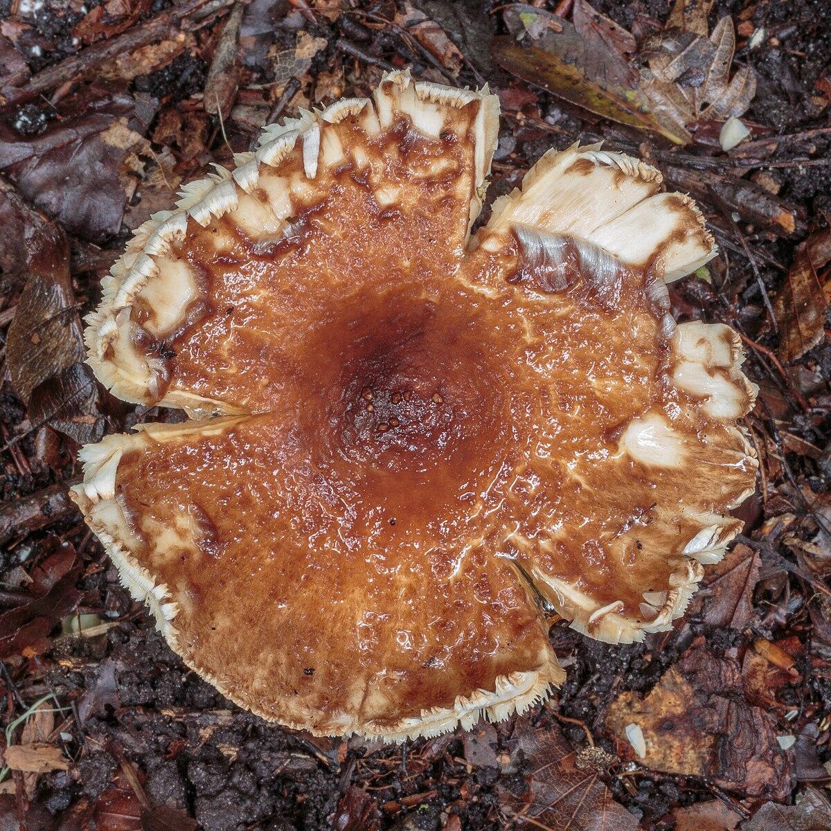 Lepiota castanea - 