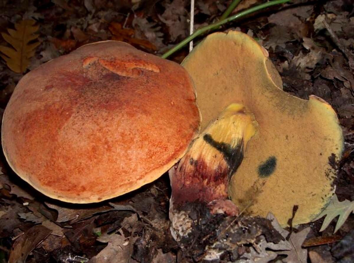 Rubroboletus queletii - 