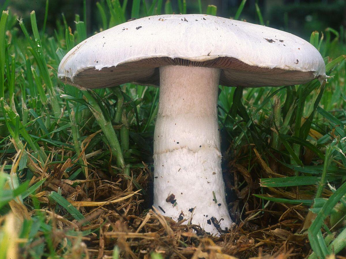 Agaricus campestris (Prataiolo, Champignon di prato) - 