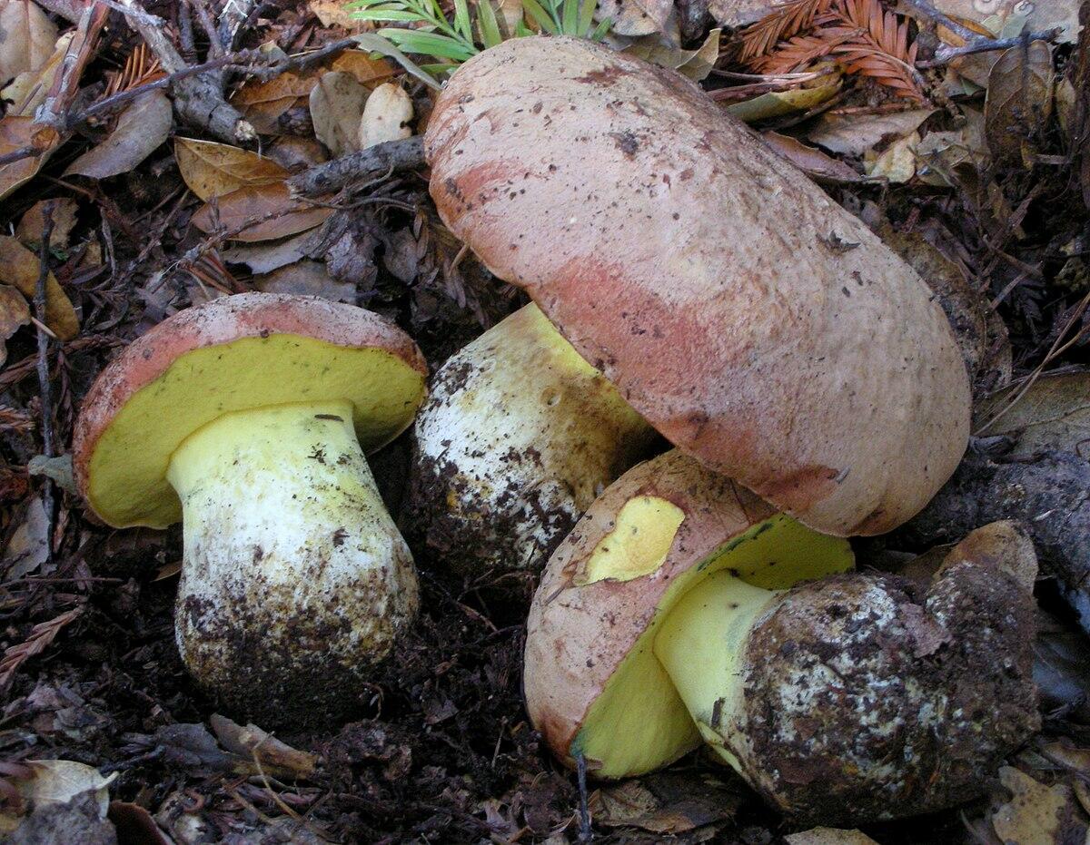 Boletus appendiculatus (Porcino giallo, Porcino appendicolato) - 
