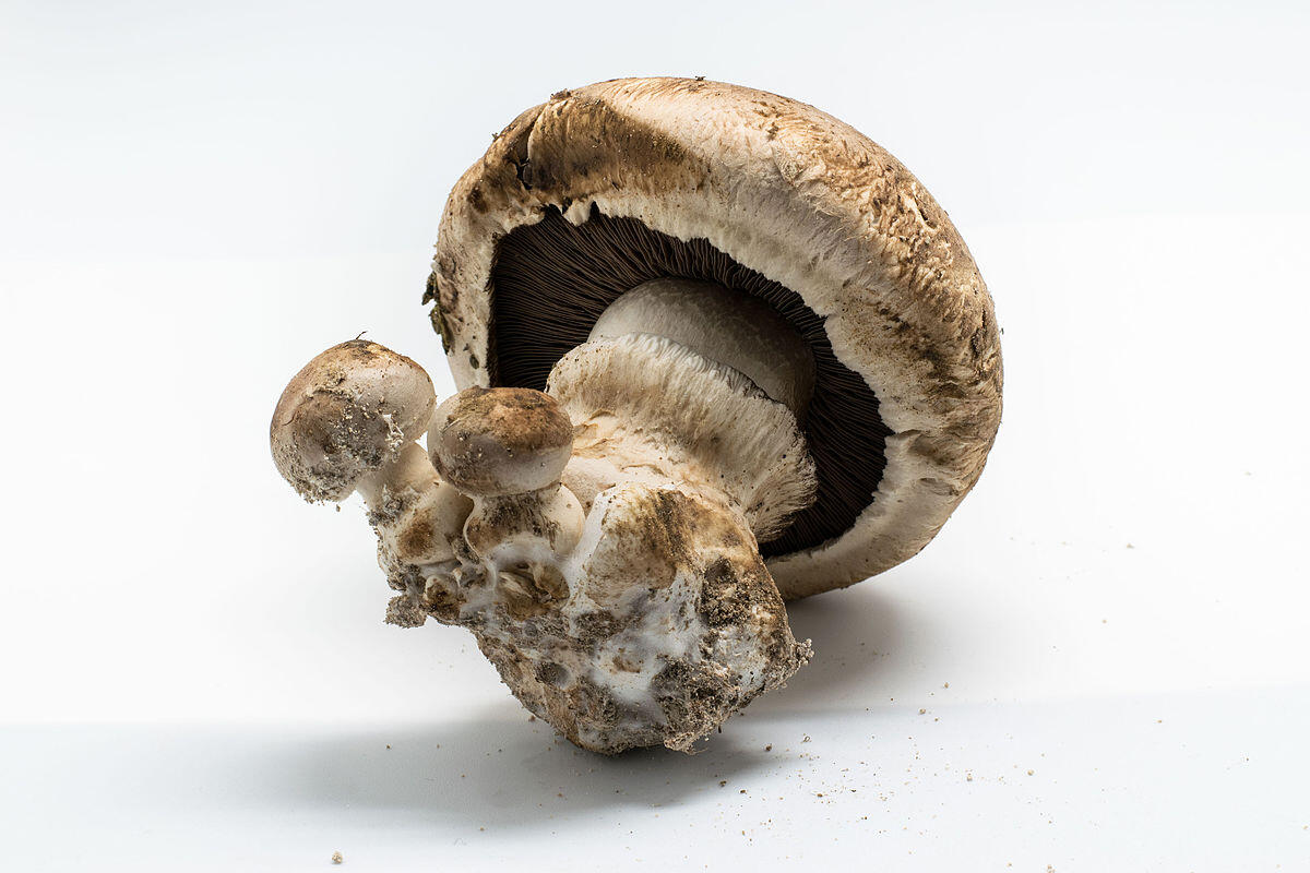 Agaricus bisporus (Champignon, Prataiolo, Fungo bianco) - 
