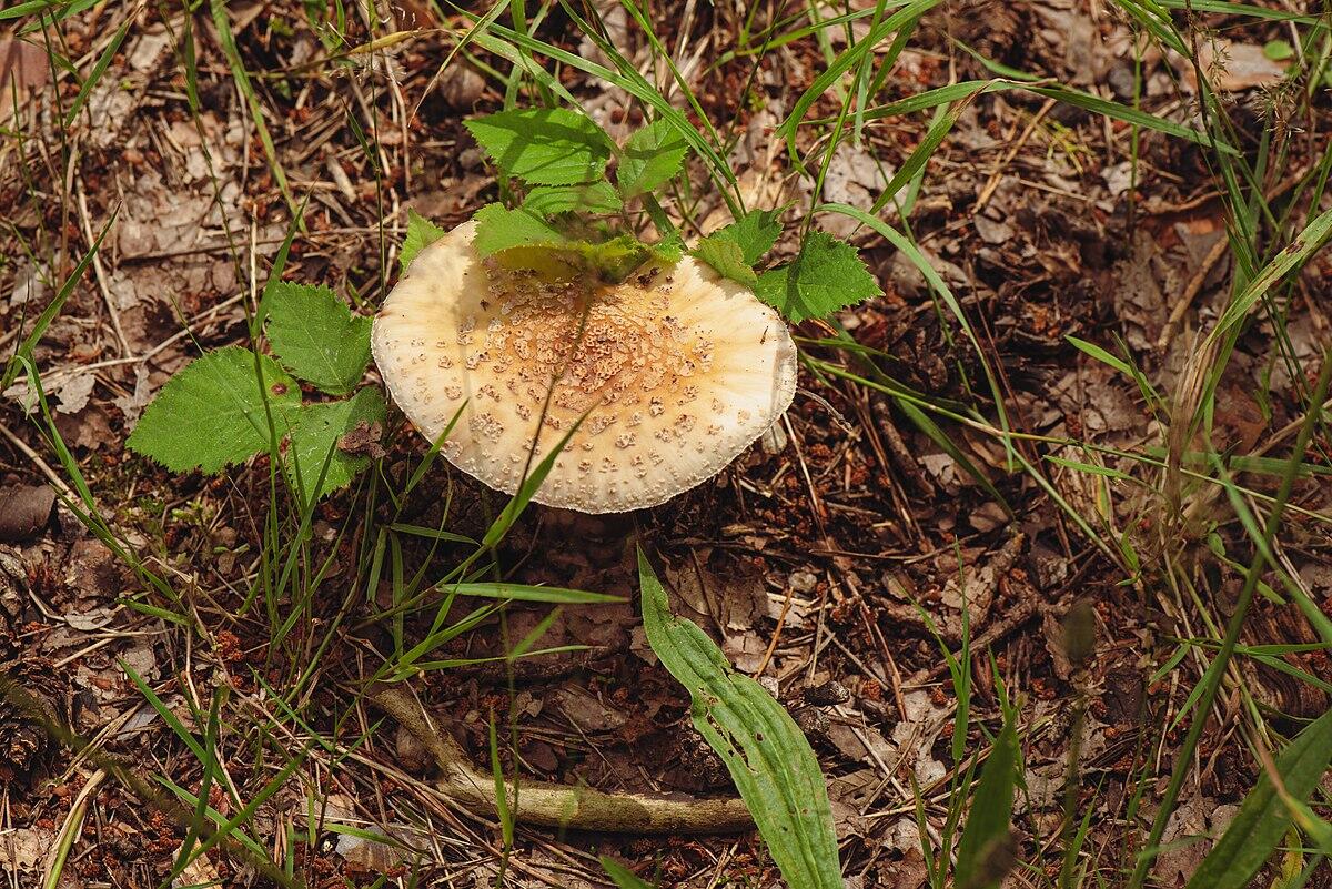 Amanita rubescens (Tignosa vinata) - 