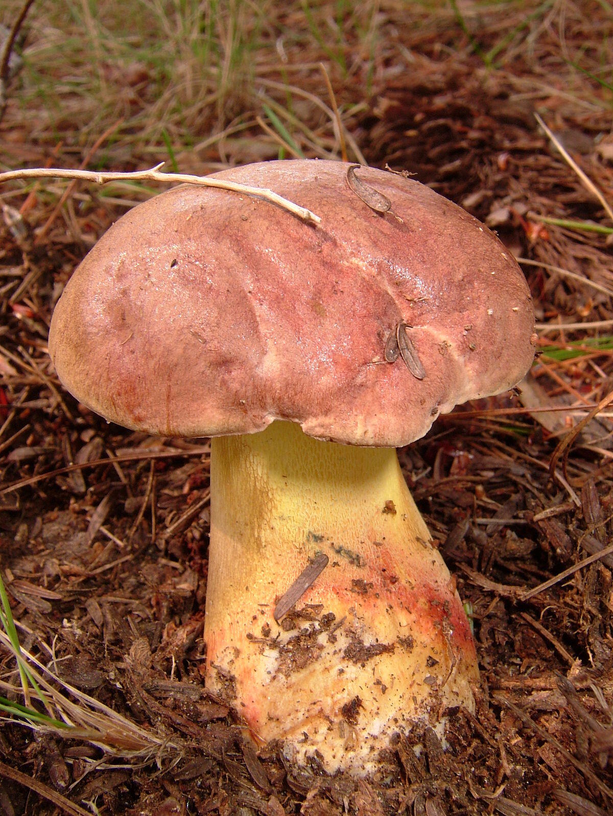 Boletus speciosus (Boleto appariscente, Boleto splendido) - 