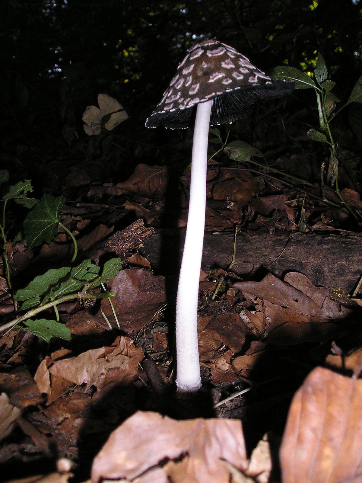 Coprinopsis picacea (Fungo dell'Inchiostro a Gazza) - 