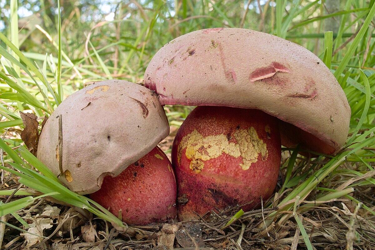 Rubroboletus legaliae - 