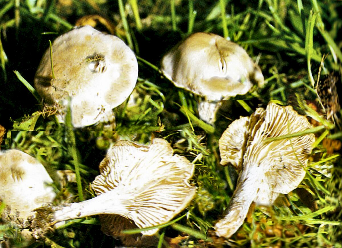 Clitocybe rivulosa (Falso Chiodino, Funnel delle Streghe) - 