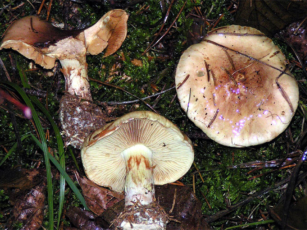 Cortinarius percomis (Cortinario fragrante, Cortinario speziato) - 