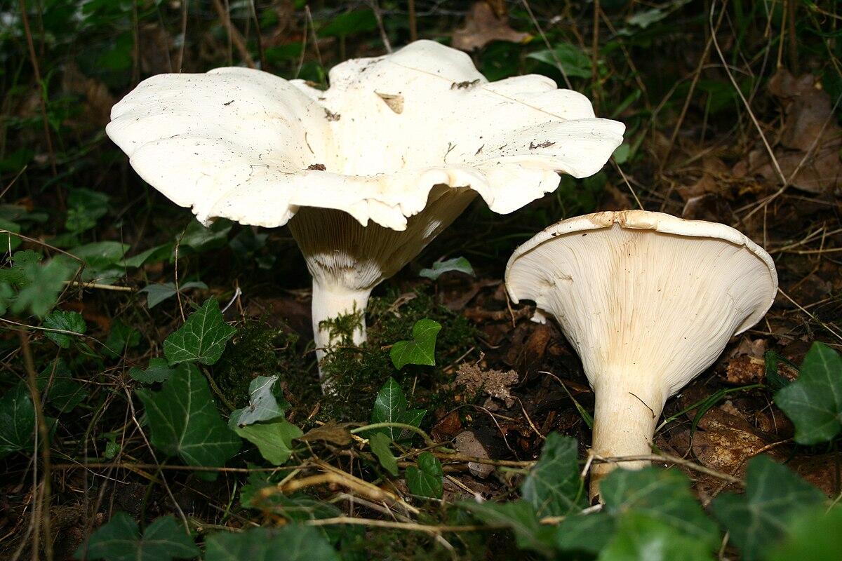 Clitocybe gigantea - 