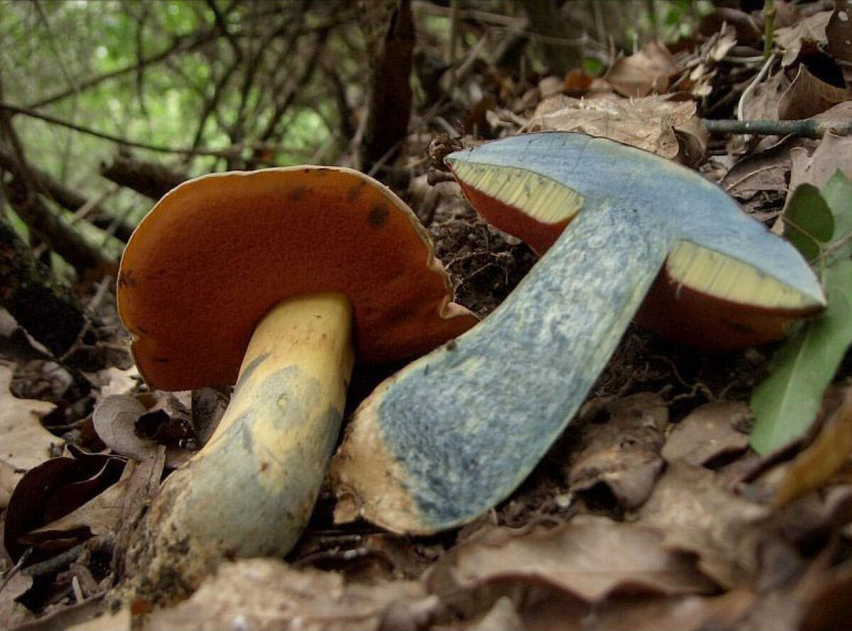 Rubroboletus lupinus - 
