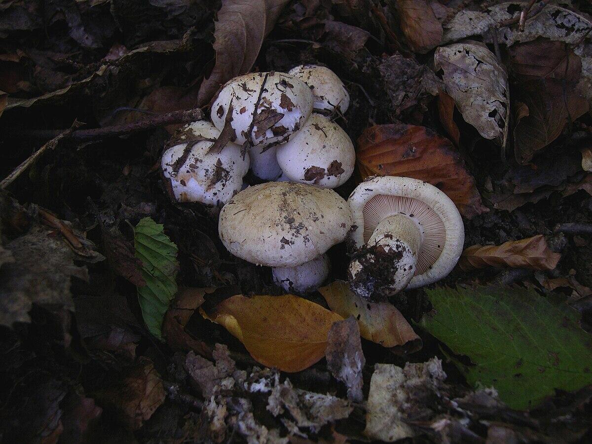 Tricholoma acerbum - 
