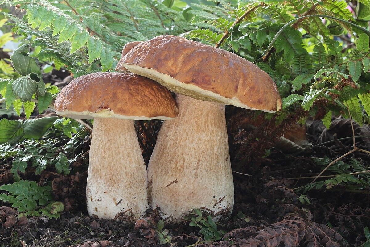 Boletus edulis (Porcino) - 