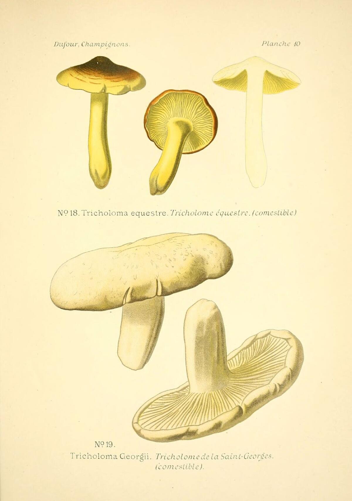 Tricholoma georgii - 