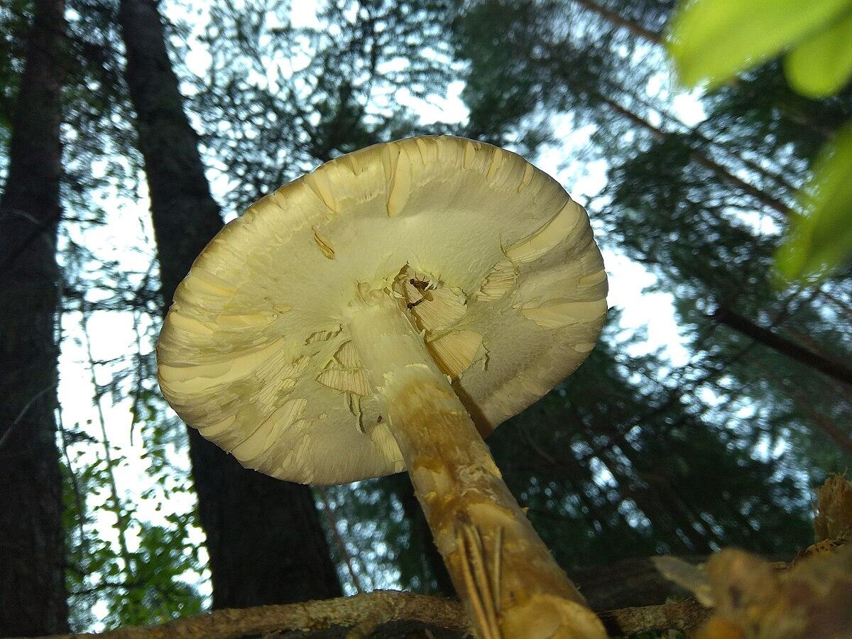 Amanita virosa (Angelo distruttore, Tignosa velenosa, Amanita velenosa bianca) - 