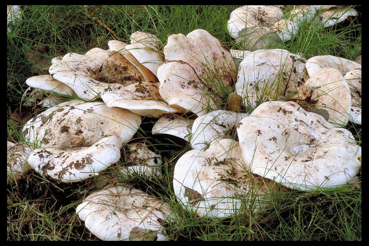 Lactarius controversus - 