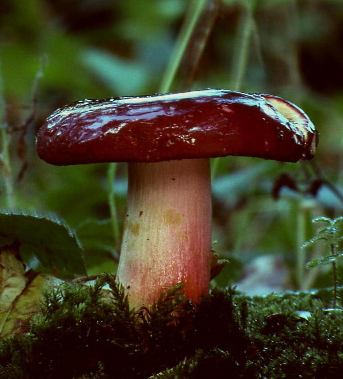 Russula xerampelina - 