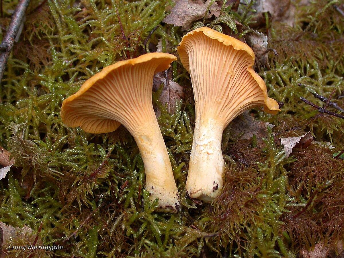 Cantharellus friesii (Finferla rosa) - 