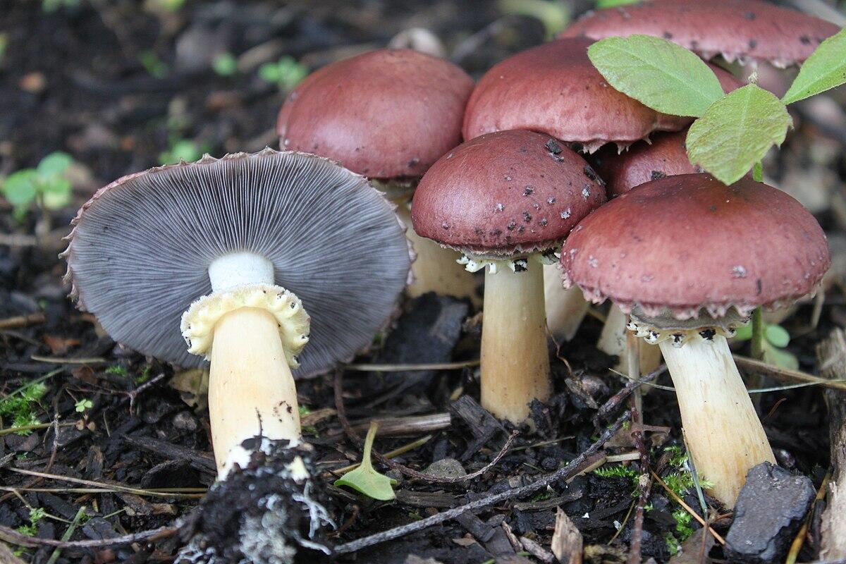 Stropharia rugosoannulata - 