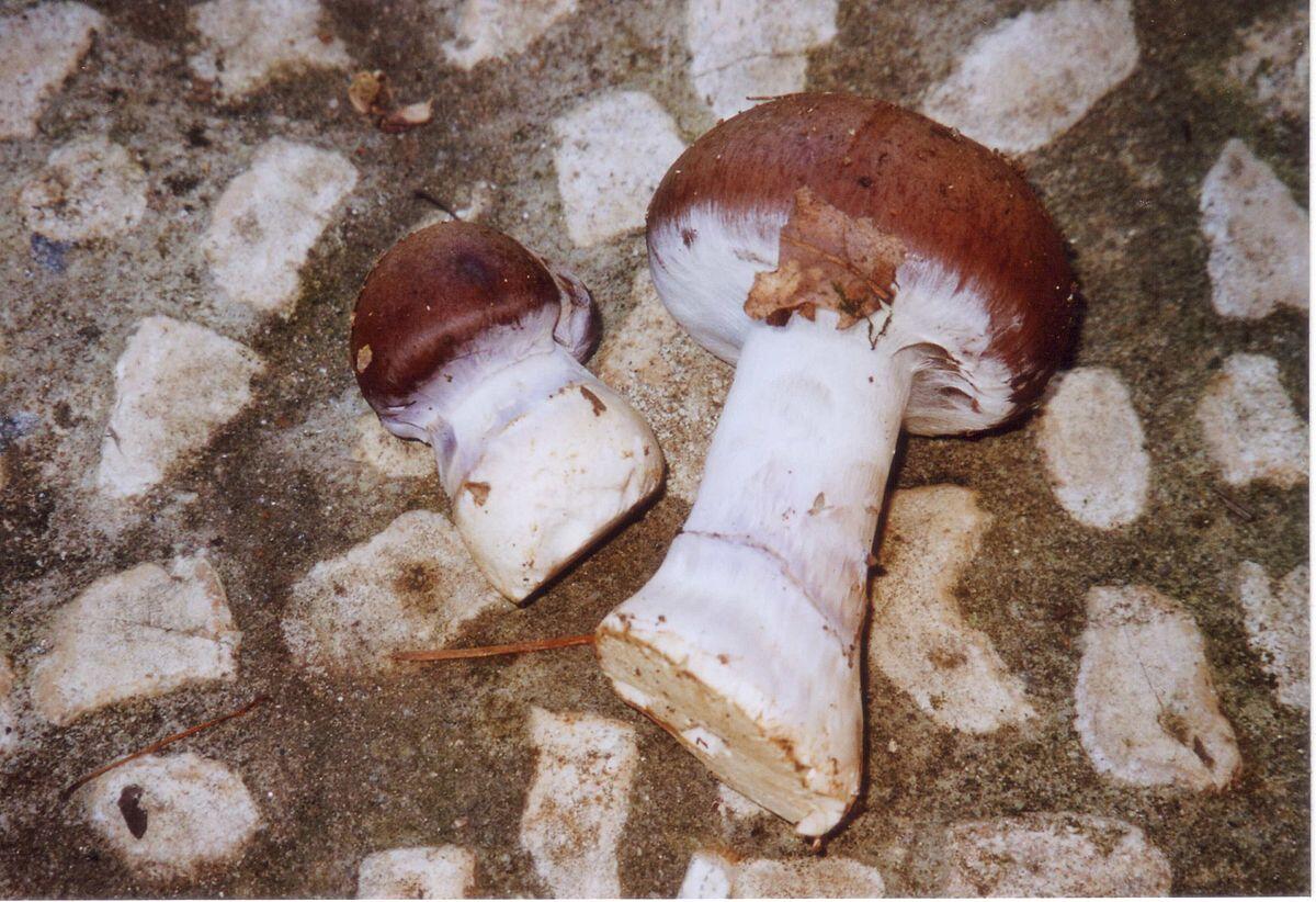 Cortinarius praestans (Cortinario maestoso, Cortinario gigante) - 