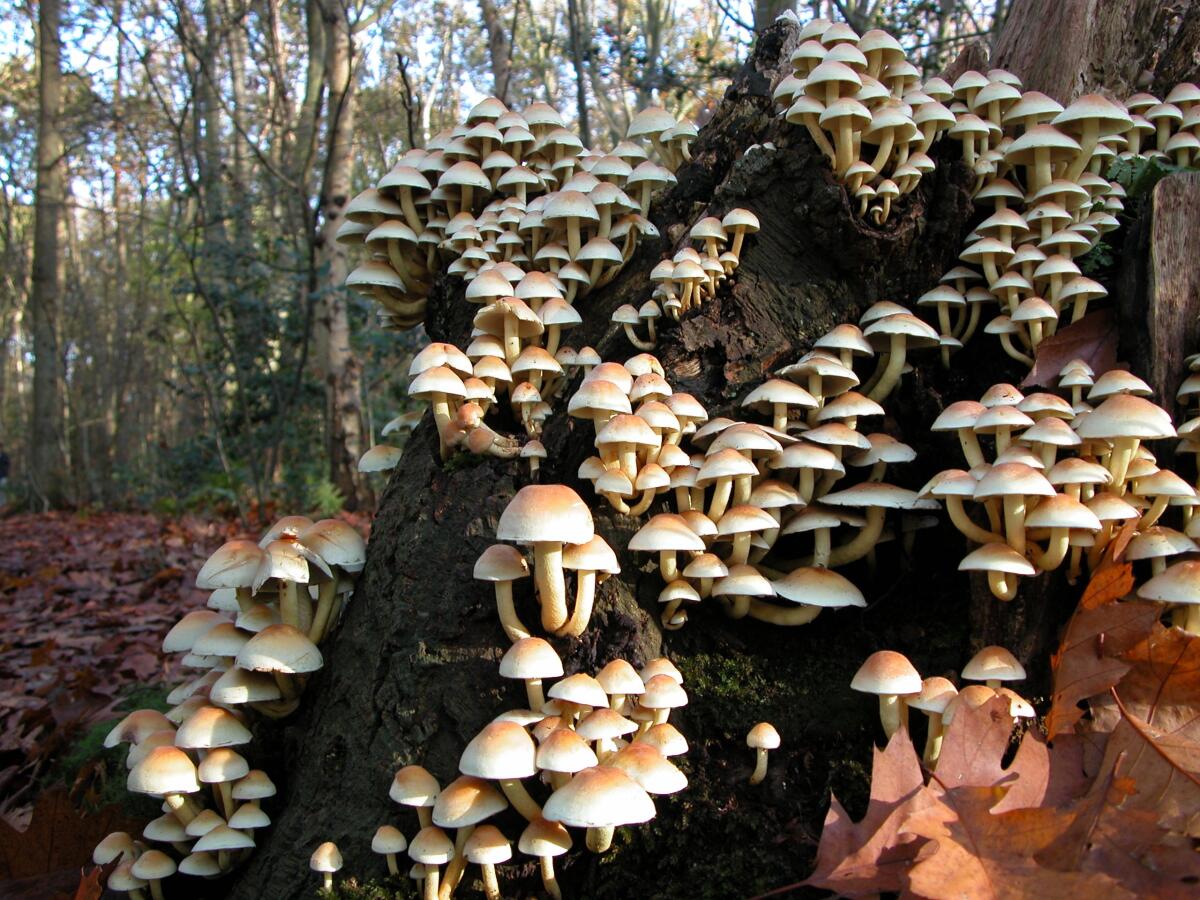 Malattie degli Alberi Monumentali Causate dai Funghi: Un Approfondimento Scientifico - 