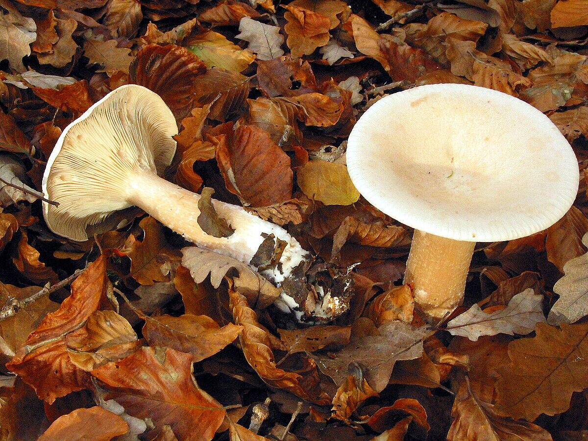 Clitocybe geotropa (Clitocibe dell'imbuto, Fungo dell'imbuto) - 