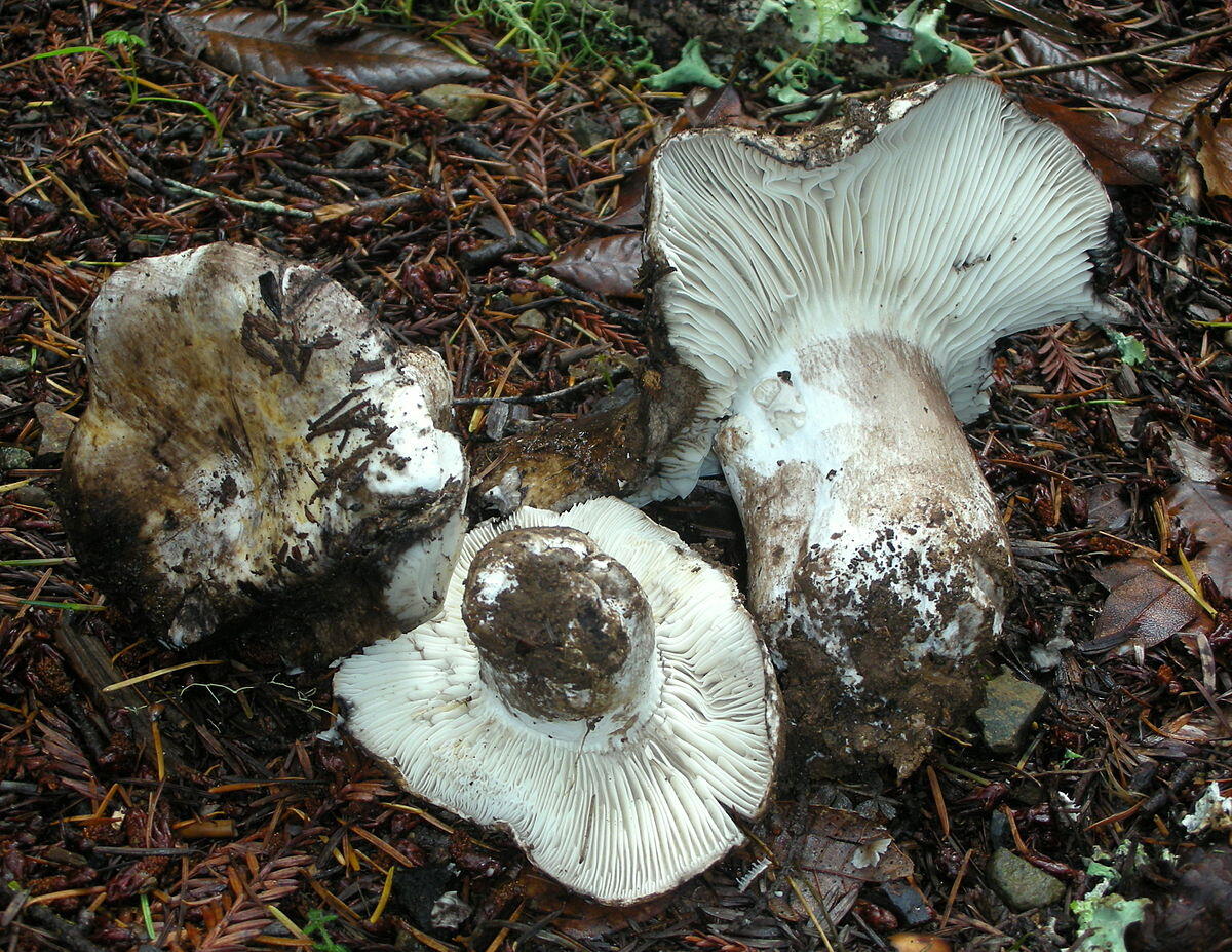 Russula albonigra - 