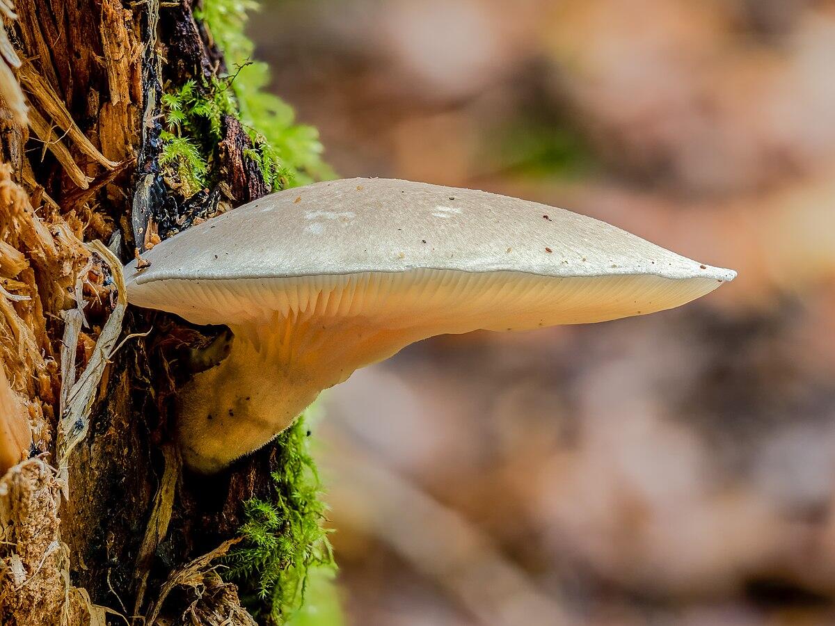 Pleurotus dryinus - 