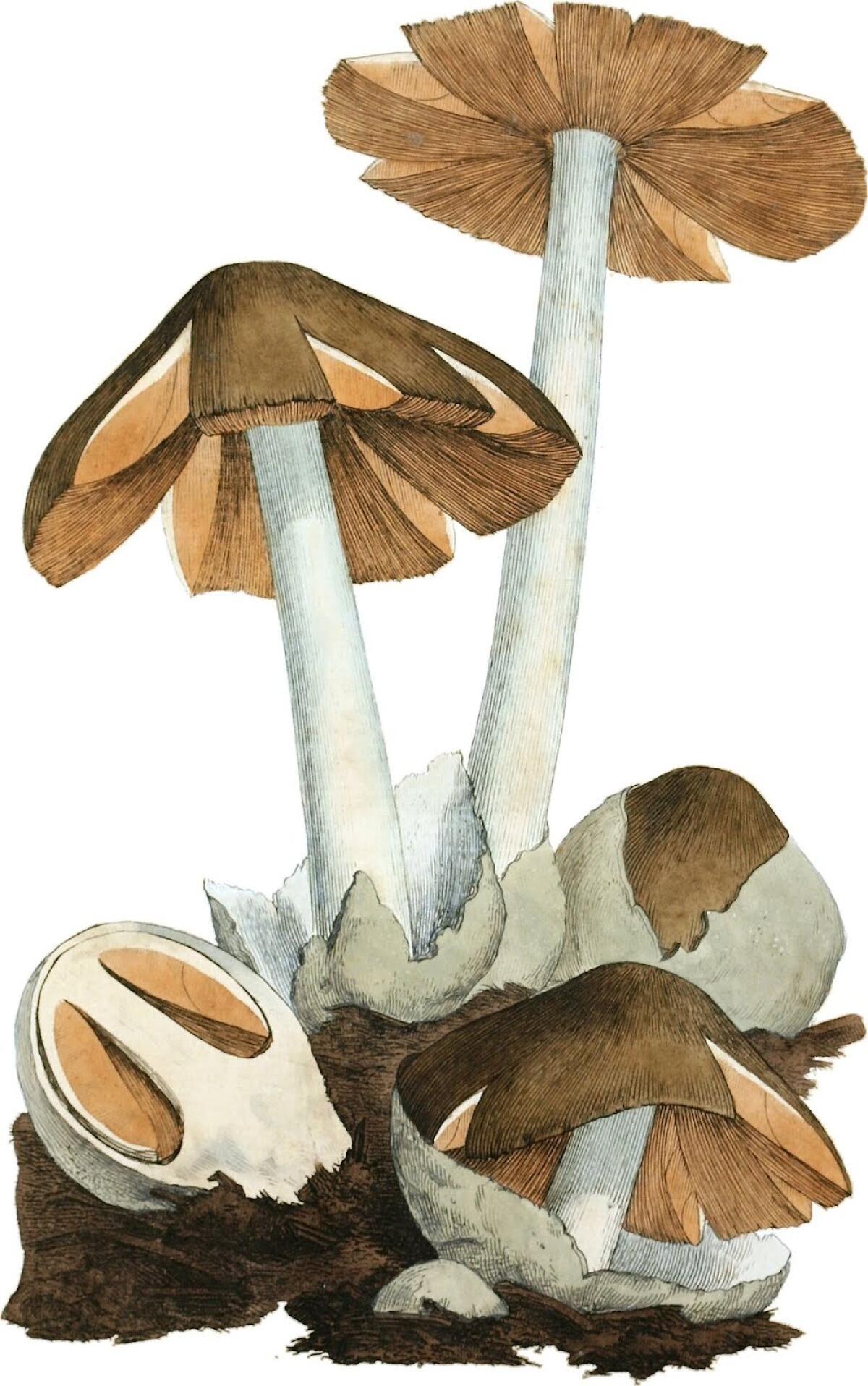 Volvariella volvacea - 