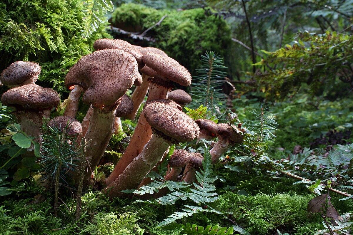 Armillaria ostoyae (Chiodino scuro, Fungo del miele, Chiodino di foresta) - 