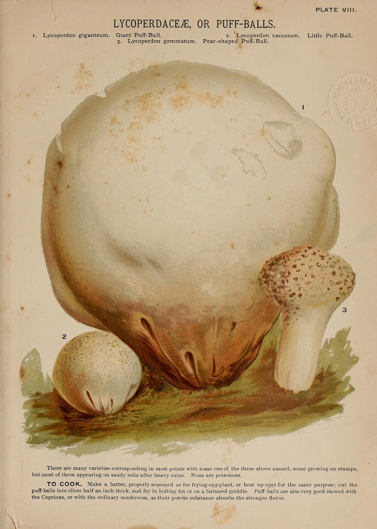 Lycoperdon saccatum - 